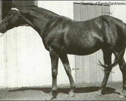 stallion Reigh Count xx (Thoroughbred, 1925, from Sunreigh xx)