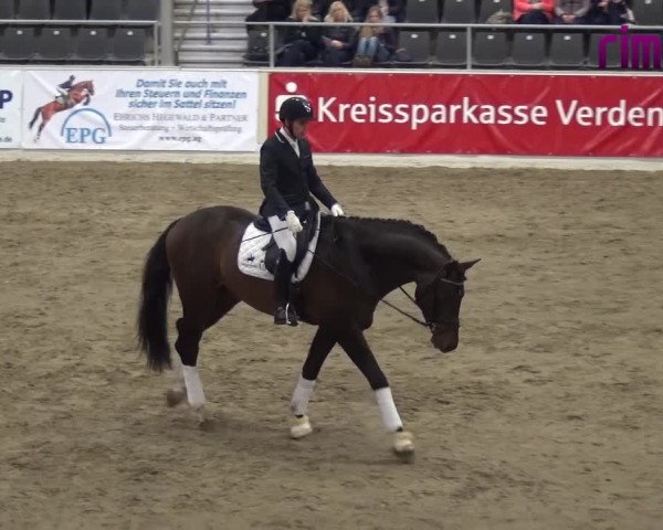 Hengstschau VER-Dinale 2018 - Hengste und Highlights