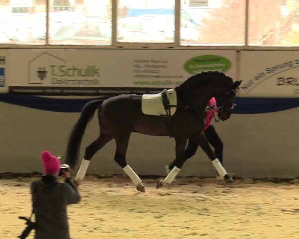 Hengstschau Holkenbrink 2018