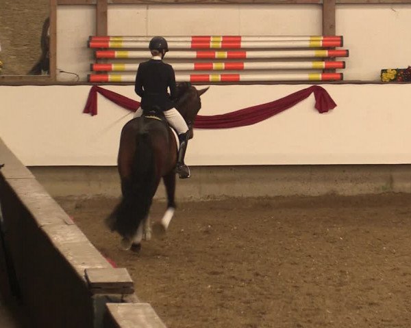 Hengstschau Rohmann 2018