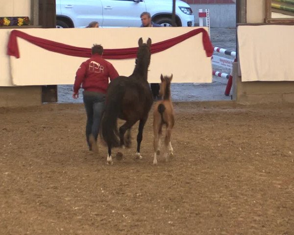 Hengstschau Rohmann 2018