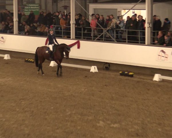 Hengstschau Rohmann 2018