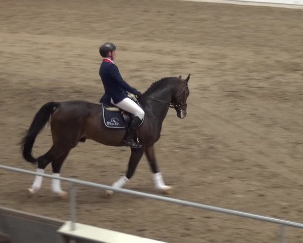 Hengstschau VER-Dinale 2018 - Hengste und Highlights
