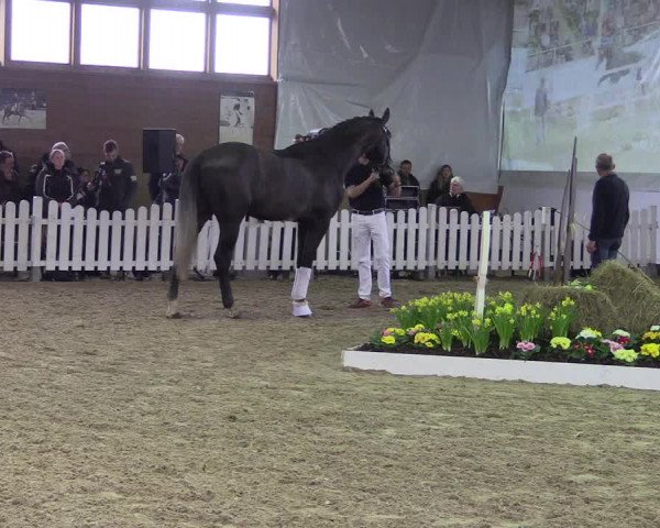Hengstpräsentation Jill Mieleszko-Vekens 2018