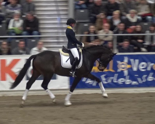Hengstschau VER-Dinale 2018 - Hengste und Highlights