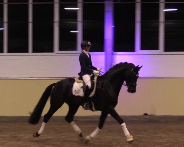 Hengstschau Rüscher-Konermann 2018