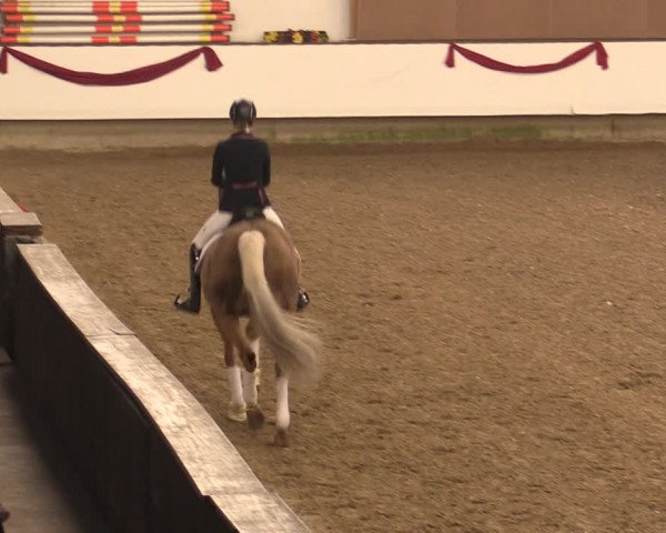 Hengstschau Rohmann 2018