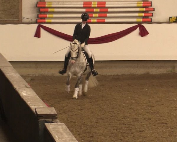 Hengstschau Rohmann 2018