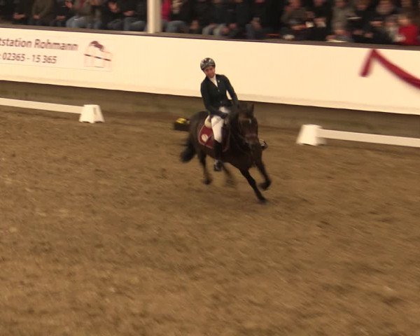 Hengstschau Rohmann 2018