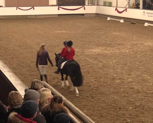Hengstschau Rohmann 2018