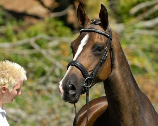 horse Abisag (KWPN (Royal Dutch Sporthorse), 2005, from San Remo)