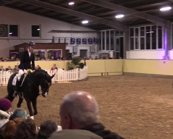 Hengstschau Rüscher-Konermann 2018