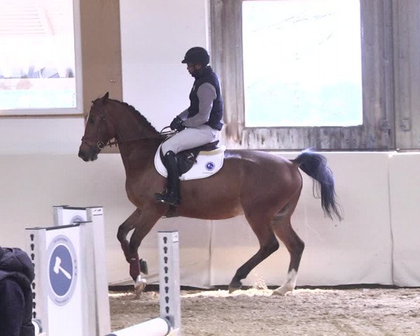 1. TM Online Reitpferdeauktion