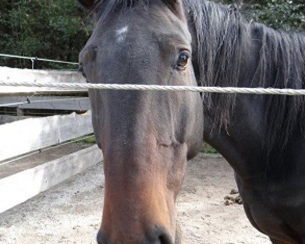 dressage horse Columbus 88 (Hanoverian, 2009, from Contendros Bube)