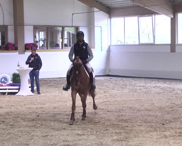 1. TM Online Reitpferdeauktion