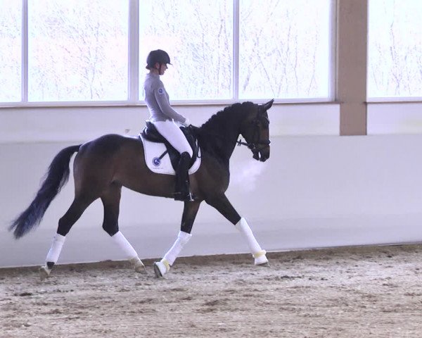 1. TM Online Reitpferdeauktion