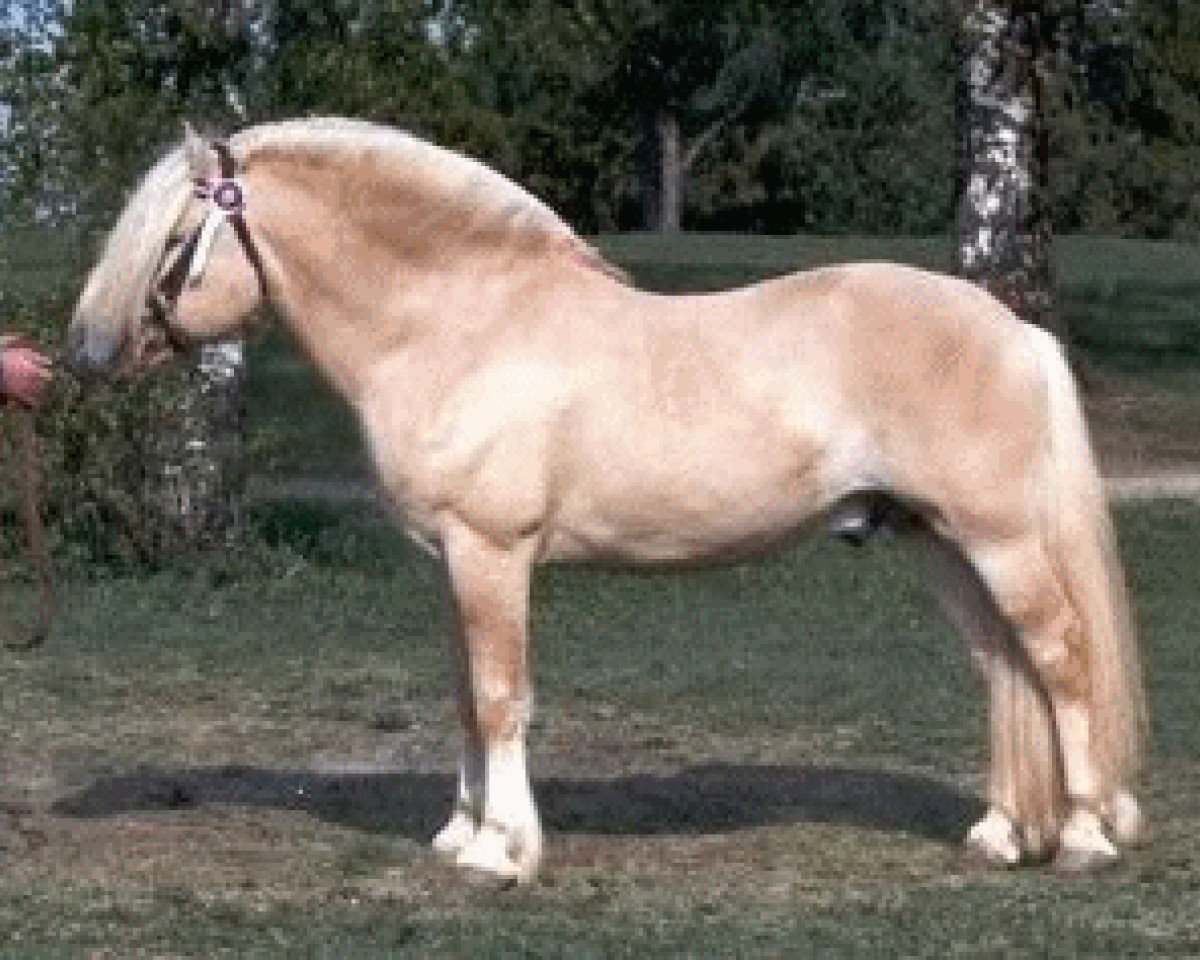 stallion Brynar N.1774 (Fjord Horse, 1973, from Freidig N.1723)