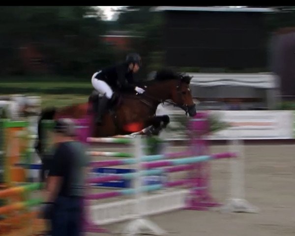 jumper Estelle G (Holsteiner, 2013, from Cachas)