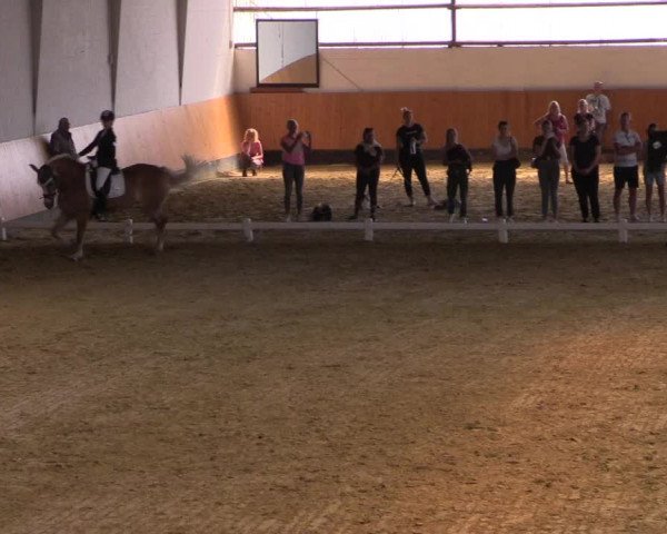 Reitturnier Datteln 2021