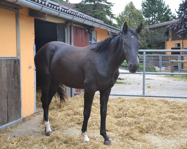 horse Wega la Stella (Bavarian, 2012, from Un Amore)