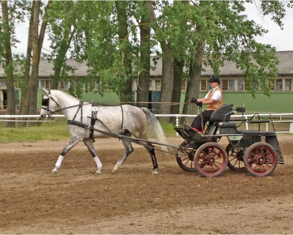 Pferd Carlino (Mecklenburger, 2007, von Calino Tarnko) Pferd Carlino (Mecklenburger, 2007, von Calino Tarnko)