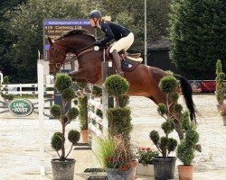 broodmare U-Contessa (Oldenburg show jumper, 2004, from Con Air)