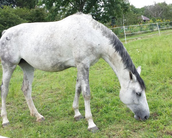 broodmare Classic Cashmer (Westphalian, 2006, from Continus Grannus) broodmare Classic Cashmer (Westphalian, 2006, from Continus Grannus)