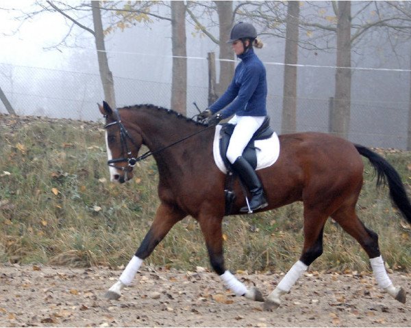 horse Quickman (German Sport Horse, 2007, from Quaterman I)