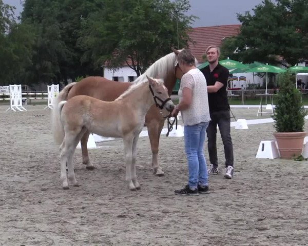 Stuten- und Fohlenschau Espelkamp 2018
