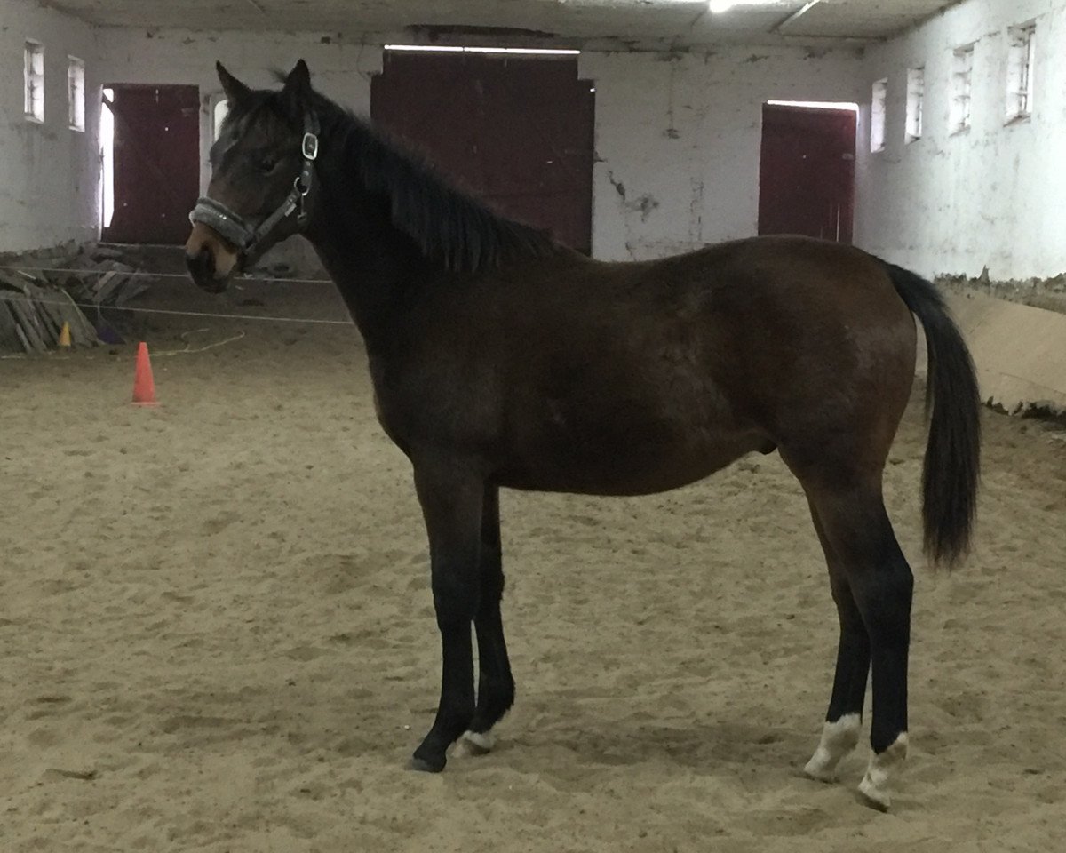 horse Gonna be Magic (Trakehner, 2021, from Helium)