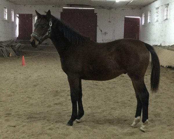 horse Gonna be Magic (Trakehner, 2021, from Helium)