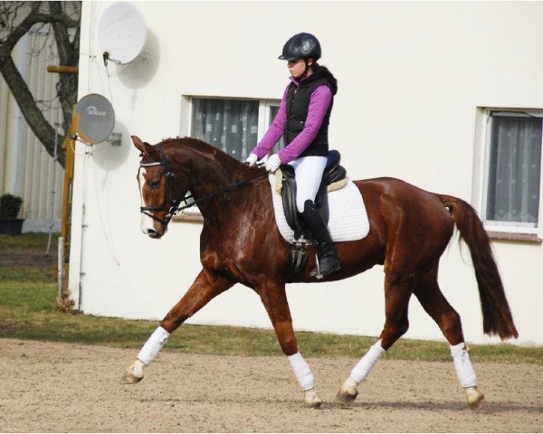 jumper Flai Hai (German Sport Horse, 2007, from For Highlife) jumper Flai Hai (German Sport Horse, 2007, from For Highlife)