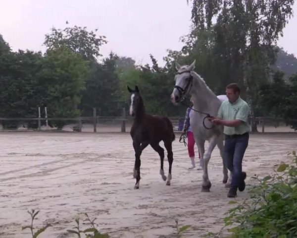 Stuten- und Fohlenschau Ahaus 2018