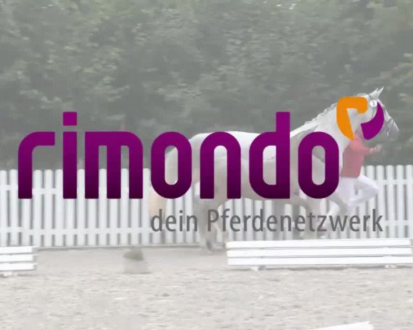 Stuten- und Fohlenschau Ahaus 2018