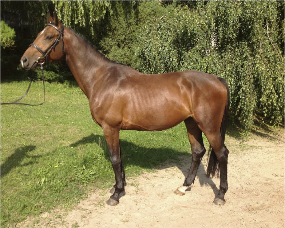 Hest Calord (Mecklenburger, 2009, fra Cabachon)