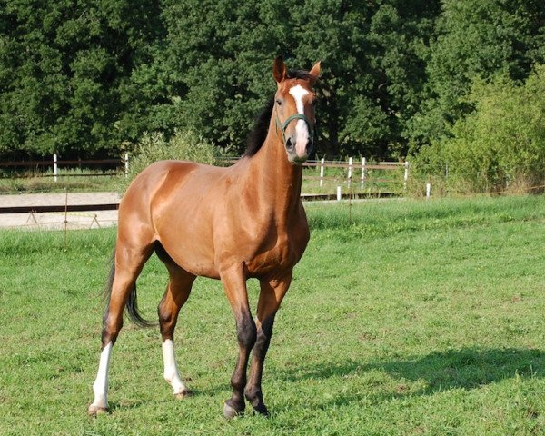 horse Casias (Holsteiner, 2012, from Cassilius)