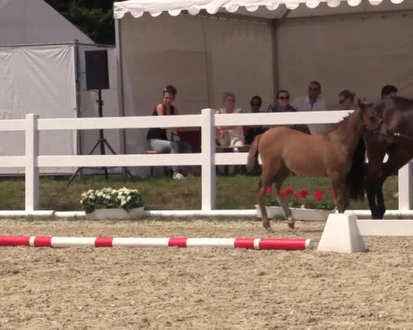 Stuten- und Fohlenschau Bedburg 2018