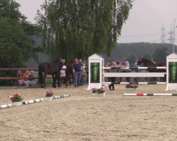 Stuten- und Fohlenschau Kirchhellen - Feldhausen 2018