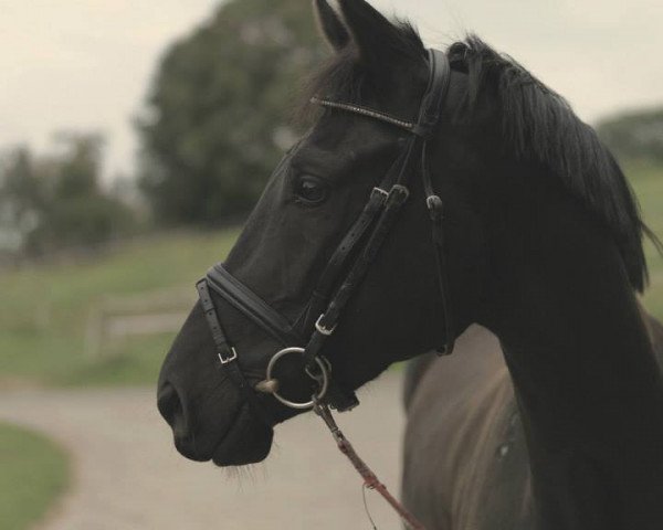 horse Euer Ehren (Westphalian, 2009, from Ehrenpreis)