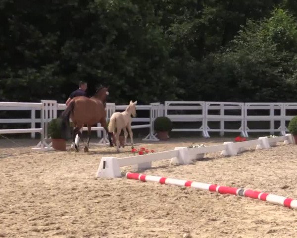 Stuten- und Fohlenschau Bedburg 2018