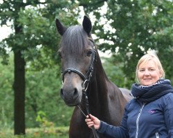dressage horse Coed Newydd Flying Jet (Welsh-Cob (Sek. D), 2000, from Coednewydd Black Jack)