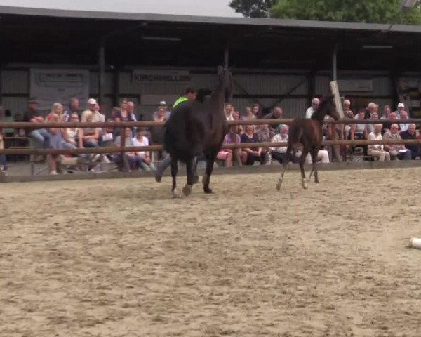 Stuten- und Fohlenschau Kirchhellen - Feldhausen 2018