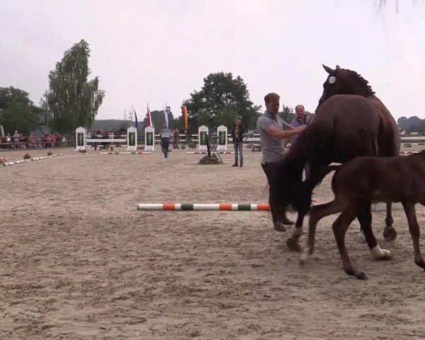 Stuten- und Fohlenschau Kirchhellen - Feldhausen 2018