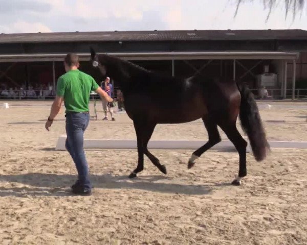 Stuten- und Fohlenschau Münster-Albachten 2018