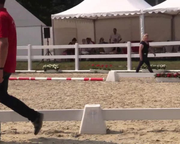 Stuten- und Fohlenschau Bedburg 2018
