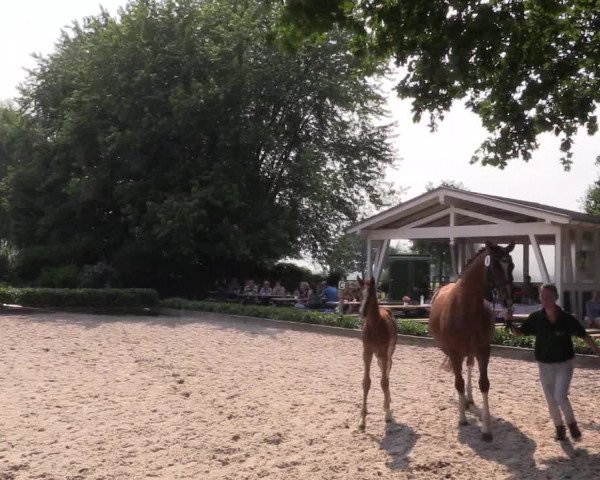 Verdener Fohlen-Sichtungstermin 2018 für die Fohlenauktion