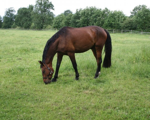 horse Chapperal (Holsteiner, 2009, from Crawford)