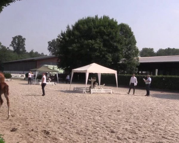 Verdener Fohlen-Sichtungstermin 2018 für die Fohlenauktion