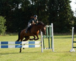 dressage horse Pointy Piccolo (Mecklenburg, 2006, from Par Exemple)