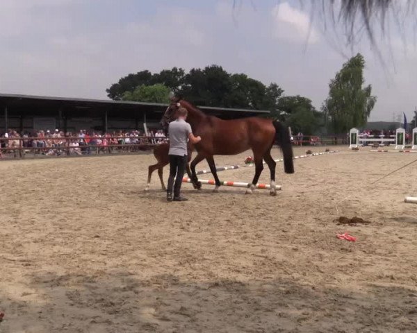 Stuten- und Fohlenschau Kirchhellen - Feldhausen 2018